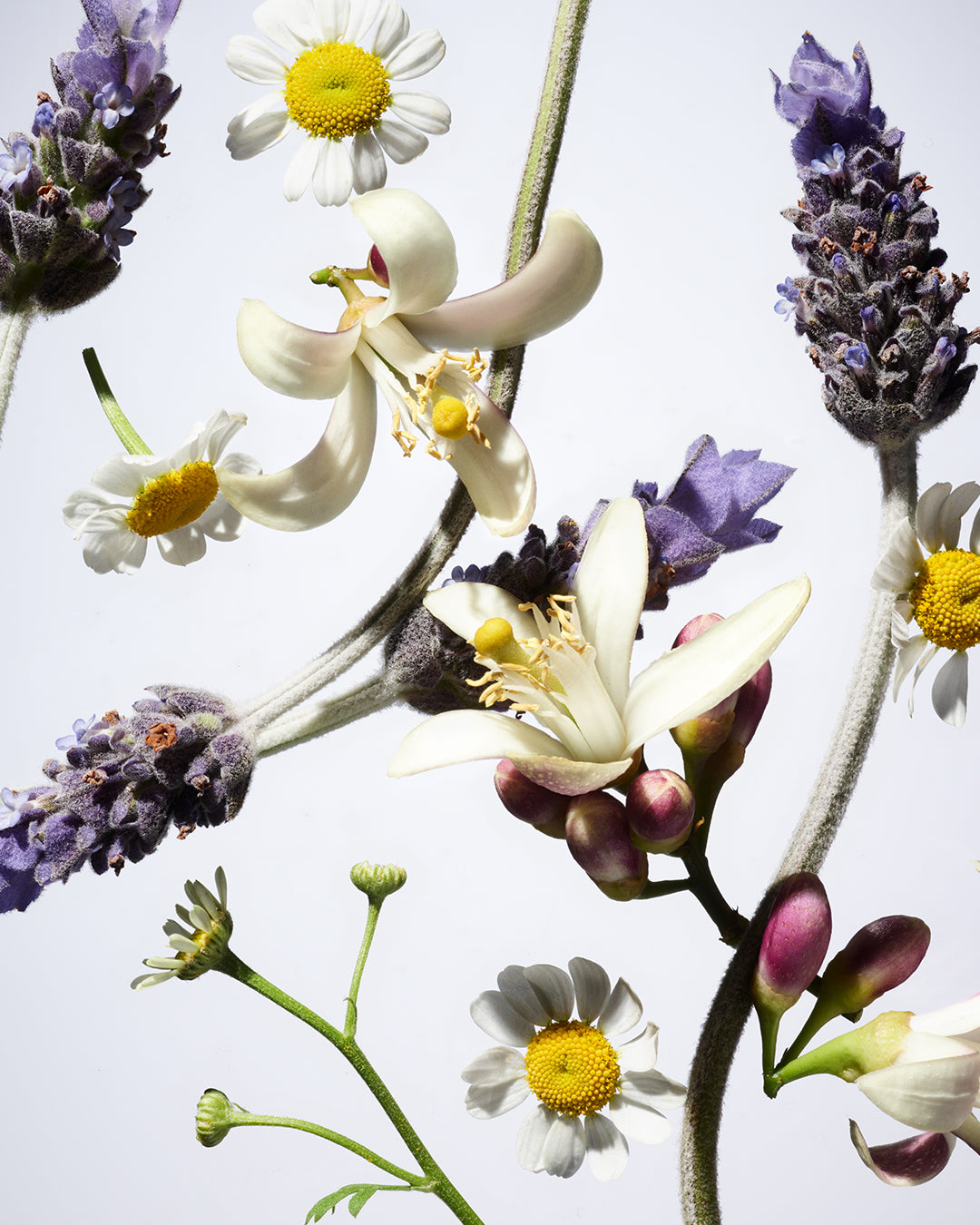 A close-up of assorted flowers, including lavender spikes, white chamomile flowers with yellow centers, and creamy white blossoms with yellow stamens, set against a bright, clean background.