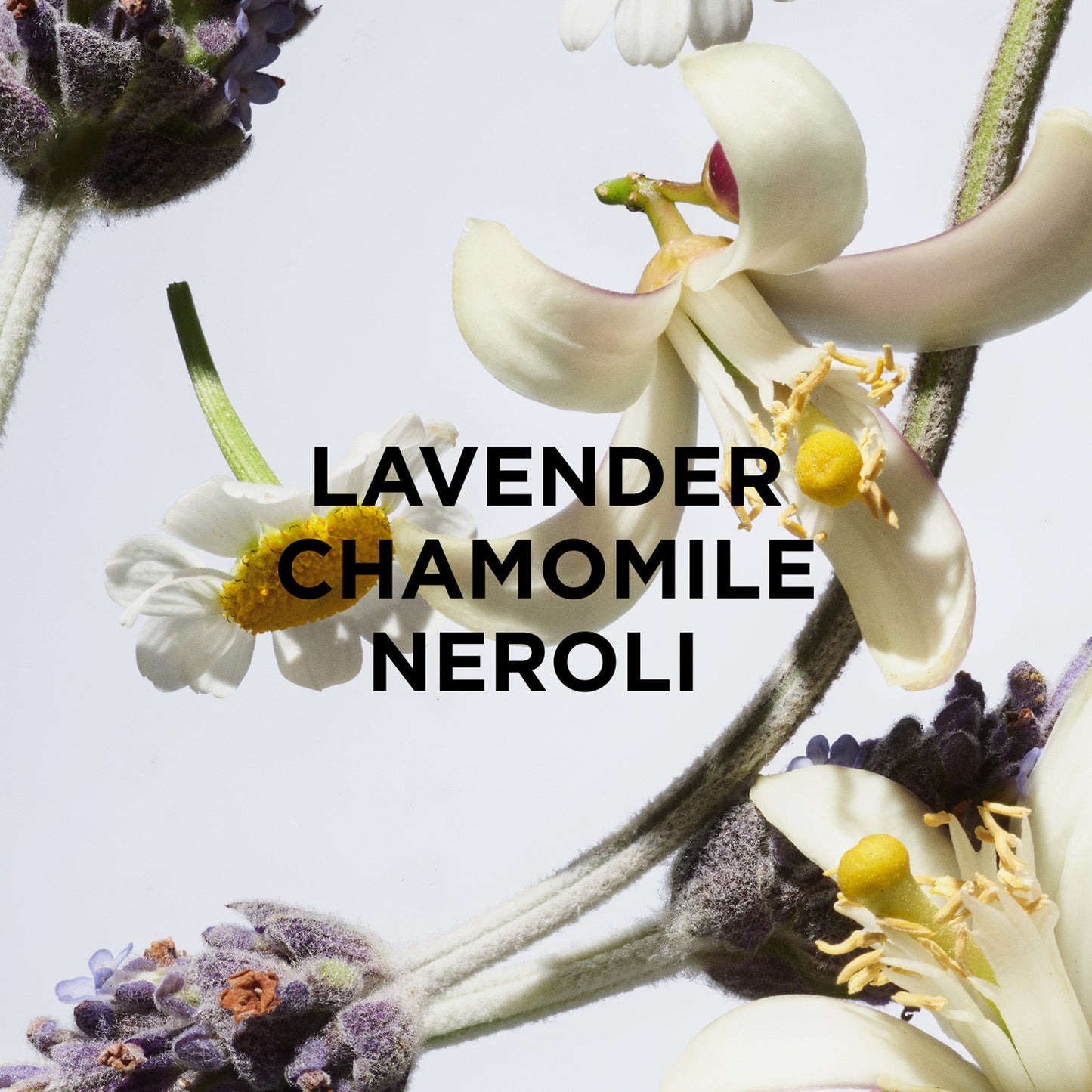 Close-up of lavender, chamomile, and neroli flowers on a white background with “CALM BODY + BATH OIL” in bold black text—the hydrating, collagen-boosting blend by byrosiejane.