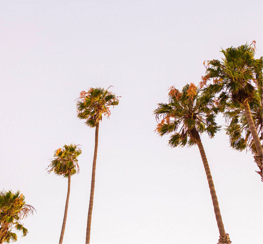 Several tall palm trees with green fronds stand against a pale, pastel pink sky, creating a calm and tropical atmosphere.