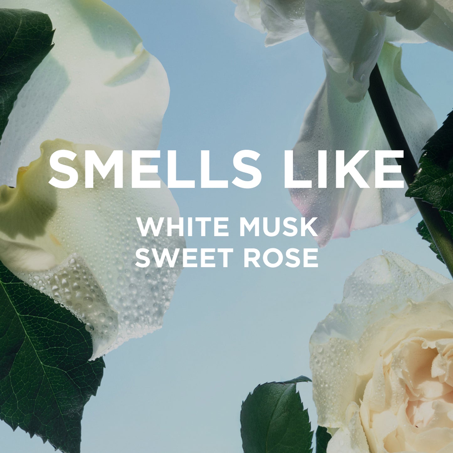 Close-up of dew-kissed white roses and green leaves under a pale sky, with bold text: ROSIE LAST ALL DAY SET by byrosiejane—sweet rose and white musk scent in a long-lasting perfume oil or Eau de Parfum.