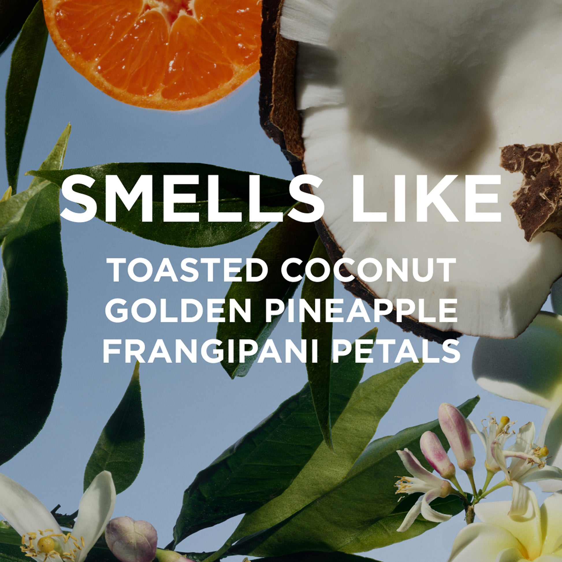 missy smells like toasted coconut, golden pineapple, frangipani petals
