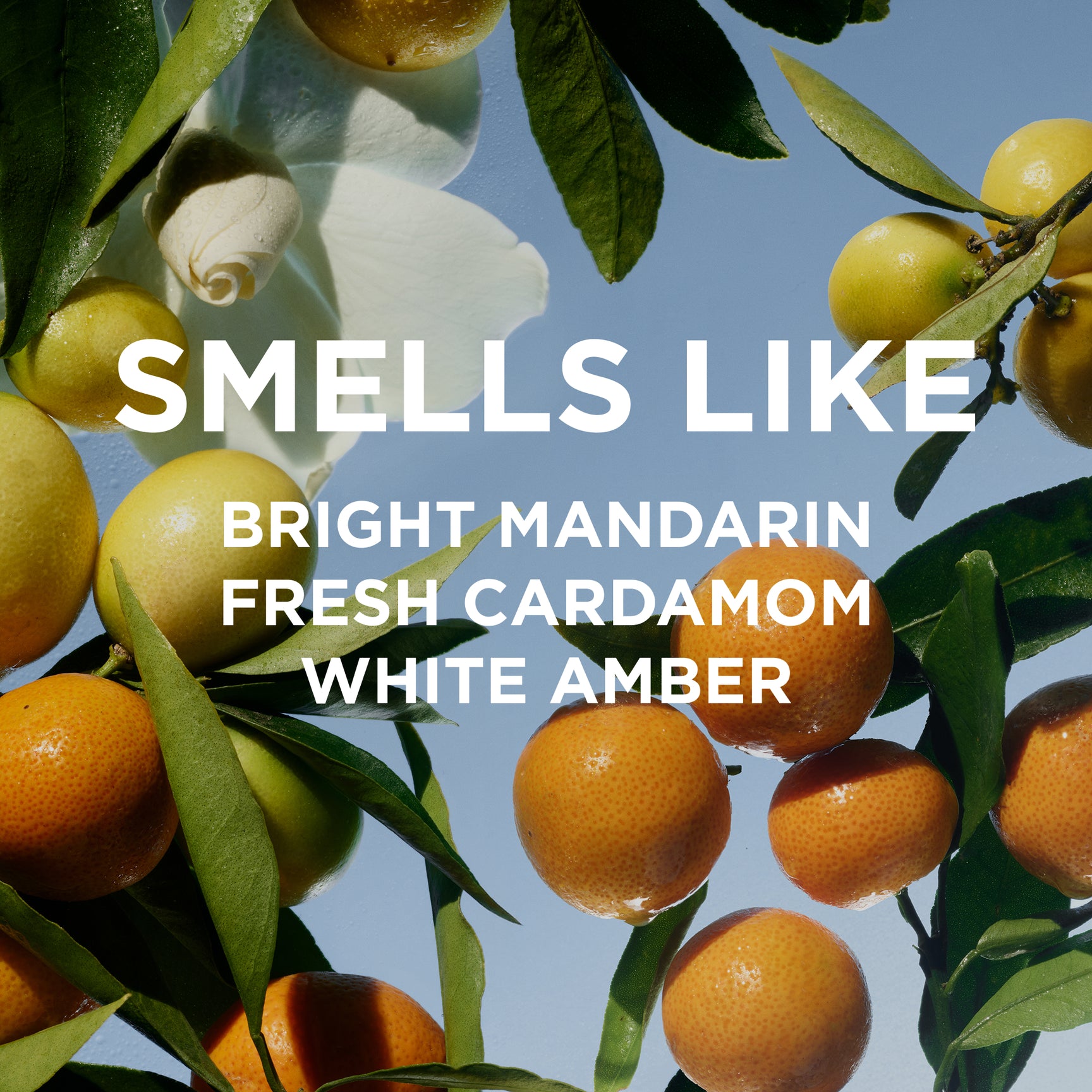 Oranges on a branch with text that reads bright mandarin, fresh cardamom, white amber