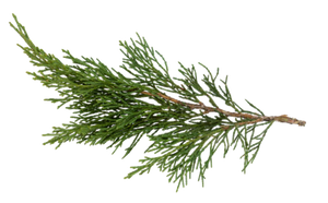 LIMITED EDITION CHILL FEEL GOOD MINI SET