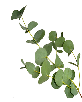 LIMITED EDITION WAKE FEEL GOOD MINI SET