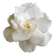 REMI PERFUME